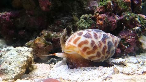 Nassarius Snail Youtube