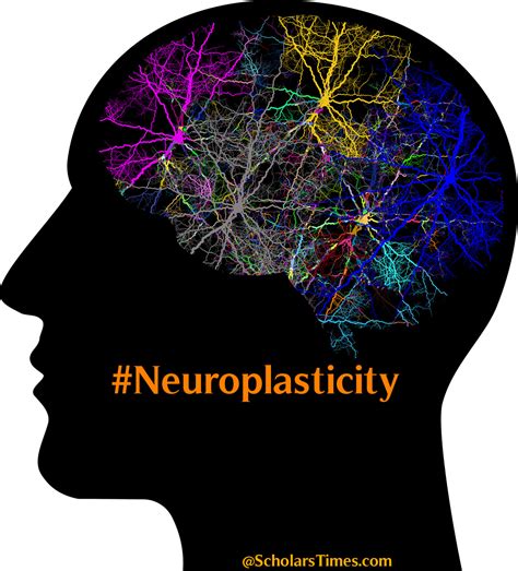 Neuroplasticity Rewiring Your Brain For Better Function St