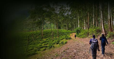 Explore The Best Nature Trails In Sri Lanka The Pekoe Trail