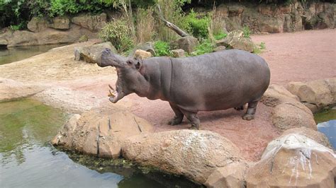 zoo hannover adventure hippo  photo  pixabay