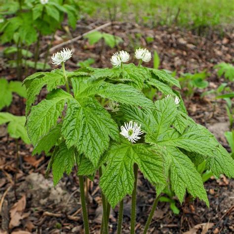 goldenseal hydrastis canadensis  sale native shade perennial