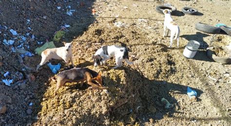 ABANDONAN PERROS EN EL BASURERO DE SANTA BARBARA