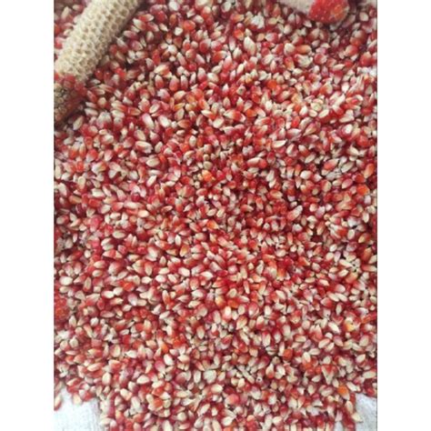 Jual Jagung Pakan Ternak Murah Kg Shopee Indonesia