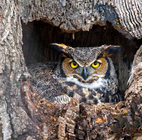 Owls In Georgia Plus Rare Visitors Birdwatching Central