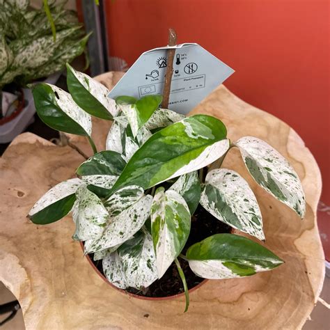 Epipremnum Marble Variegata Sklep MojeBadyle Pl