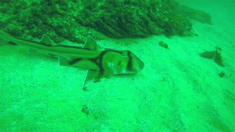 Port Jackson Shark Dive Youtube