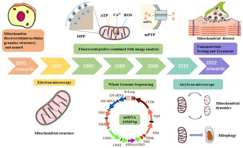 The Development Of Mitochondrial Research Methods Mpp Download