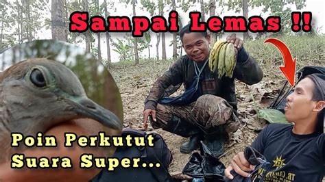 LEMAS TAK BERDAYA MIKAT PERKUTUT MERBUK SUARA SUPER DI HUTAN INI