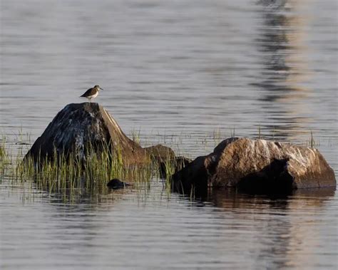 Common sandpiper - Facts, Diet, Habitat & Pictures on Animalia.bio