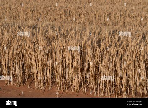 Australian Wheat Harvest Hi Res Stock Photography And Images Alamy