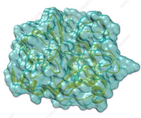 Trypsin Where Is It Found