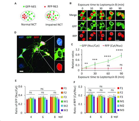 Protein Nucleocytoplasmic Transport Nct Measurement With A Dual