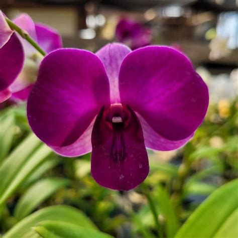 Orquidea Roxa O Que Significa - Orquídea Roxa – Significado, Espécies e Dicas de Cultivo!