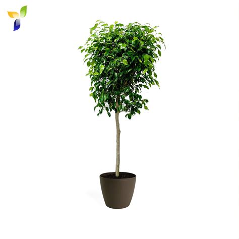 Ficus Benjamina - Nabat Delivery | The Plant That You deserve