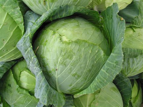 🔥 [30+] Cabbage Wallpapers | WallpaperSafari