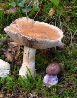 CORTINAIRE REMARQUABLE Cortinarius Praestans