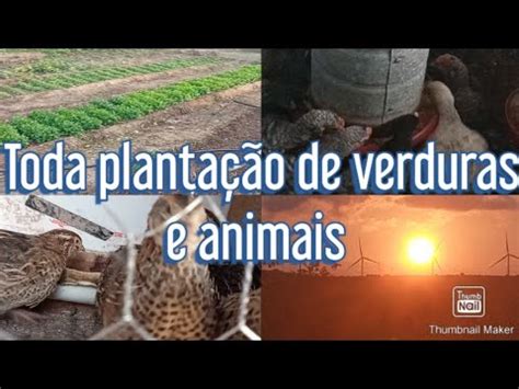 Toda nossa plantação de verduras e todos nossos animais YouTube