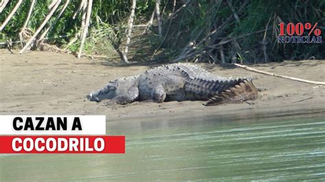 Oij Examina Huesos Encontrados Dentro De Cocodrilo Que Desapareci A