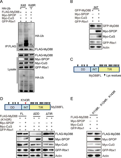 Spop Promotes Ubiquitination And Degradation Of Myd To Suppress The