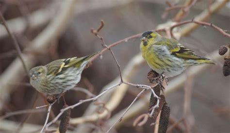 Птица чиж: описание, фото, как выглядит, размеры, разновидности, где ...