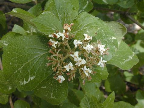 Viburnum carlesii