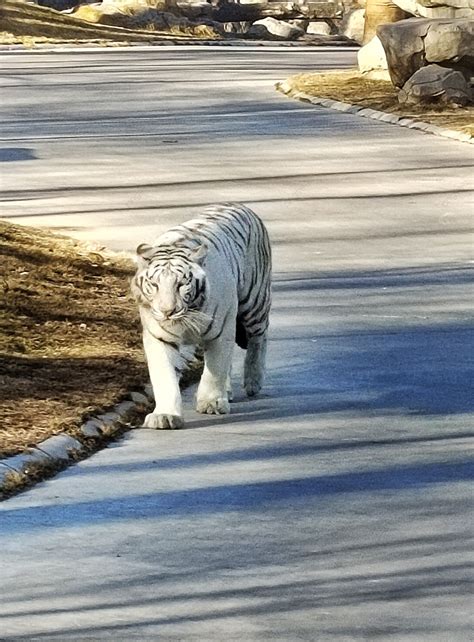 Background Seekor Harimau Putih Besar Berjalan Jalan Di Halaman Kucing