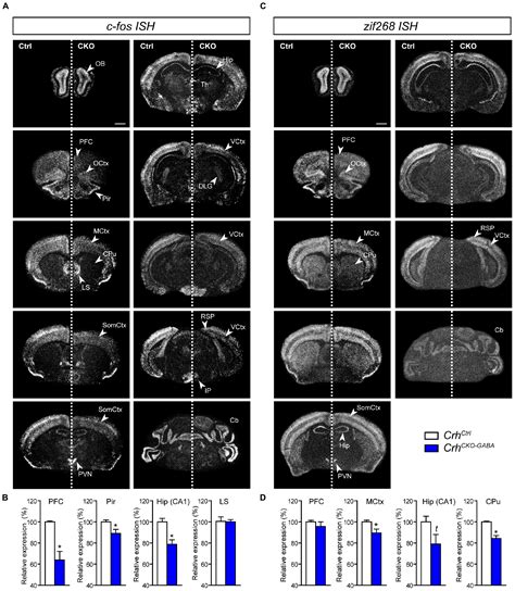 Frontiers Deletion Of Crh From Gabaergic Forebrain Neurons Promotes