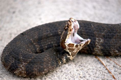 Florida Snakes: The Common Species You Might Encounter - Wide Open Spaces