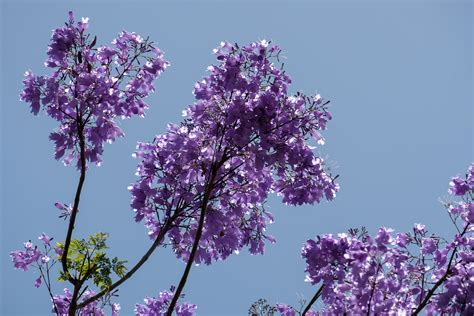 Jacarandá mimoso como plantar a árvore cuidados e muito mais