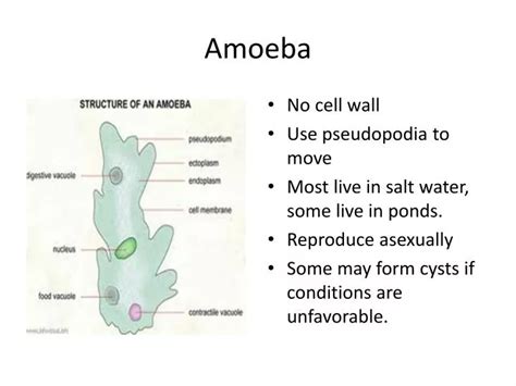 Ppt Amoeba Powerpoint Presentation Free Download Id2471611