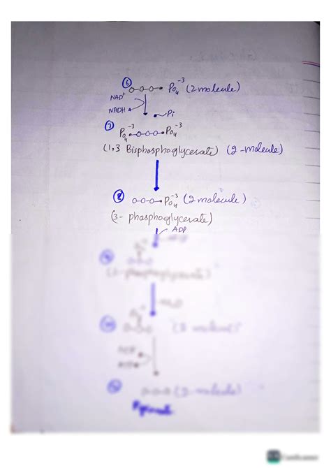 SOLUTION Carbohydrates Metabolism Studypool