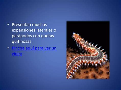 Invertebrados II Anelidos Platelmintos Y Nematodos PPT