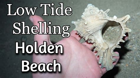 Finding Incredible Sea Shells At Holden Beach Youtube