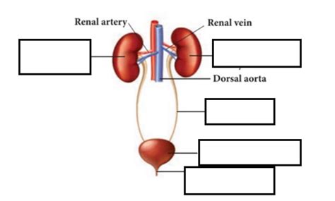 Excretory System Diagram Diagram Quizlet