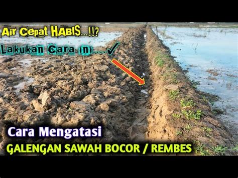 Cara Mengatasi Pematang Galengan Sawah Bocor Rembes Youtube