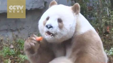 rare brown panda enjoys winter  shaanxi province brown panda panda