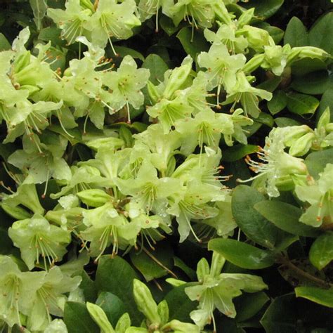 X Rhododendron Shamrock Evergreen Bushy Shrub Hardy Garden Plant In