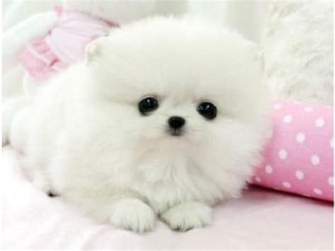 000€ · Regalo Cachorros De Pomerania Mini Toy · Regalo Cachorros De