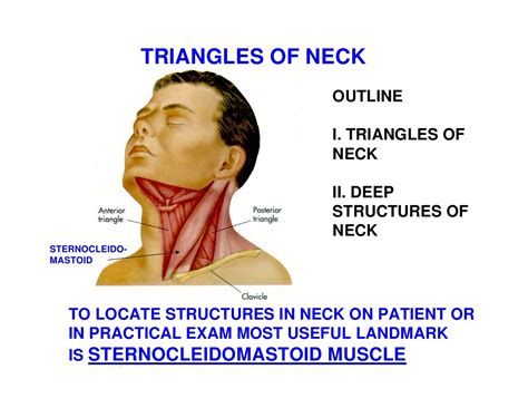 neck triangles