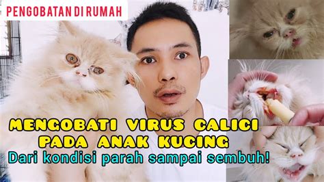 Cara Mengobati Virus Calici Kucing Sampai Sembuh Virus Calici Kucing