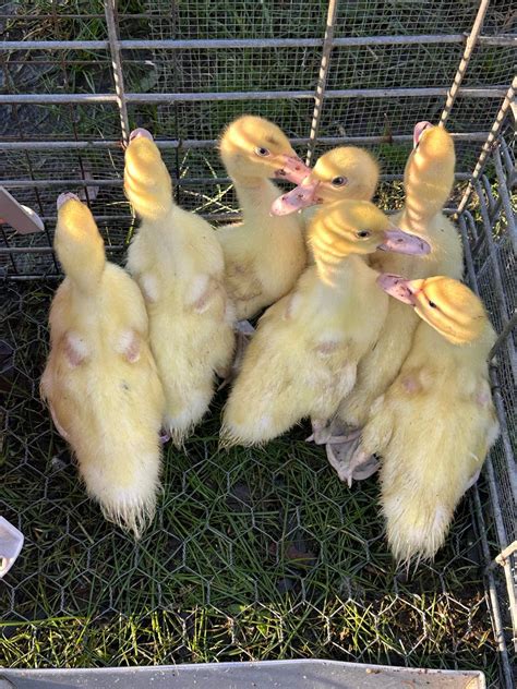 Pekin ducks for sale Raymond Terrace | Livestock | Gumtree Australia