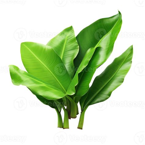 Banana Leaves Isolated 27032718 Png