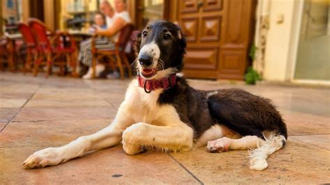 Elevage Du Joyau Des Bois Eleveur De Chiens Barzoi