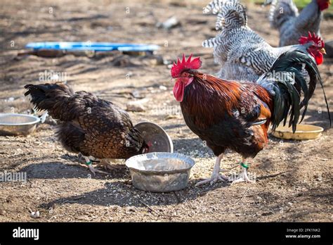 Dorking Rooster And Hen An Old English Chicken Breed Stock Photo Alamy