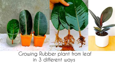 Tried Growing Rubber Plant From Leaf In Soil Sand And Water See The