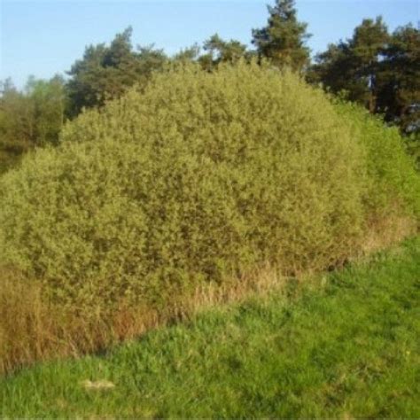 Pussy Willow Salix Cinerea Plant Care How To Grow Water