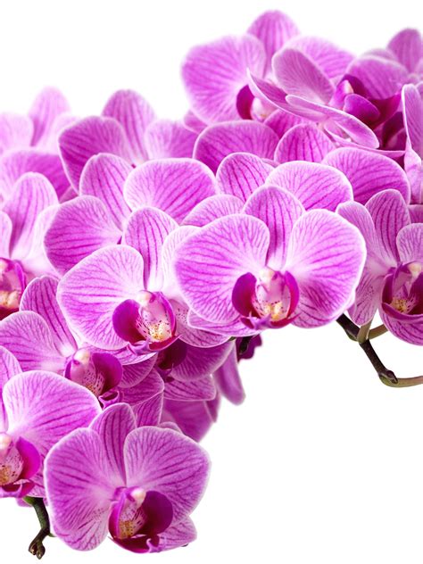 Orchid Wallpaper Iphone