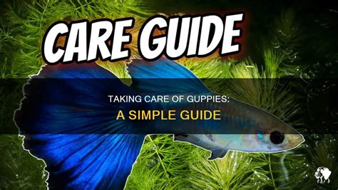 Taking Care Of Guppies: A Simple Guide | PetShun