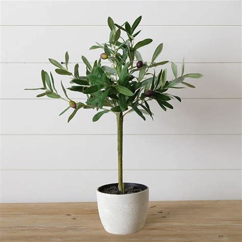 Simply Classic Potted Olive Tree | Antique Farmhouse