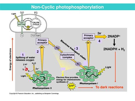 Ppt Photosynthesis Powerpoint Presentation Free Download Id5034561